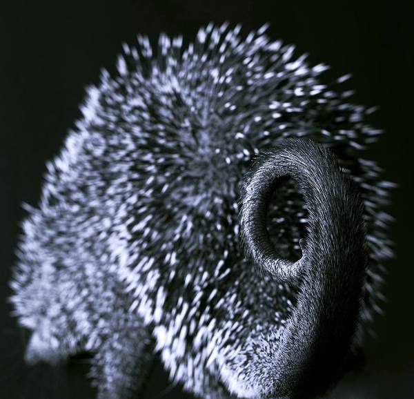 Photograph Lennette Newell Attention on One Eyeland
